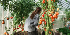 8 Factors That Affect Your Crop’s Selling Price